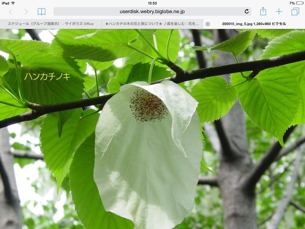 ハンカチの木 Happy In My Work Garden And Life ハンカチの木 Happy In My Work Garden And Life