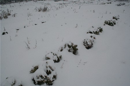 4217雪の畑キャベツ
