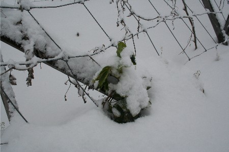 4212雪の畑エンドウ
