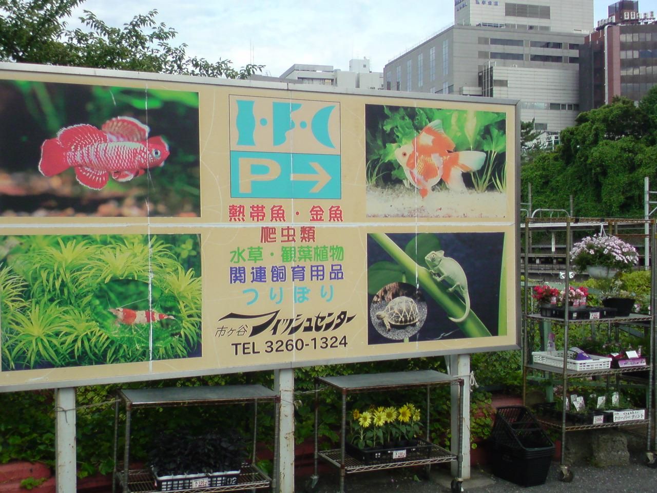 7 16 釣りレポ In 市ヶ谷フィッシュセンター Futsal Travel Report 7 16 釣りレポ In 市ヶ谷フィッシュセンター Futsal Travel Report