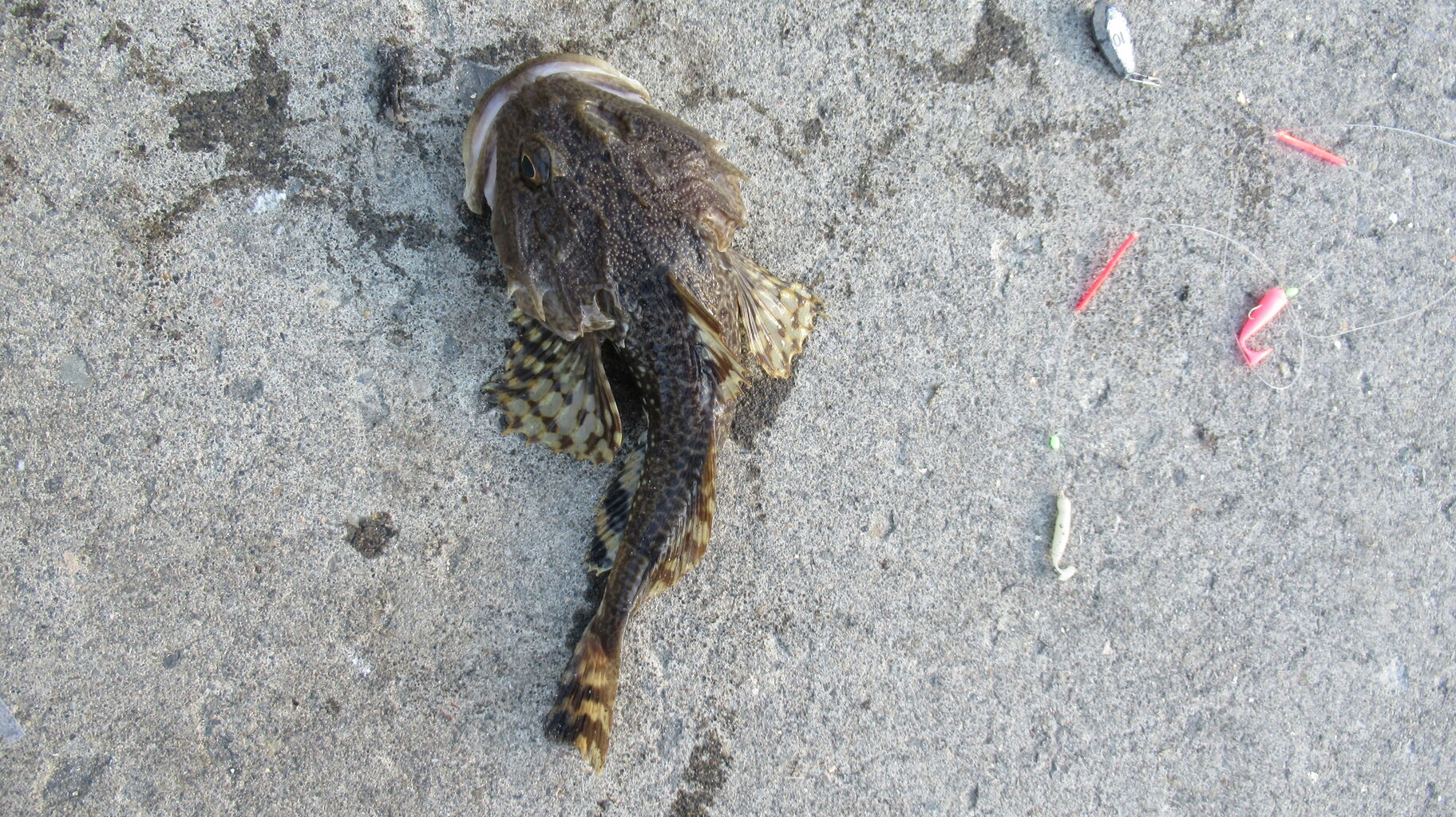 ルアーでコマイを釣る はずでした 北海道の東方から