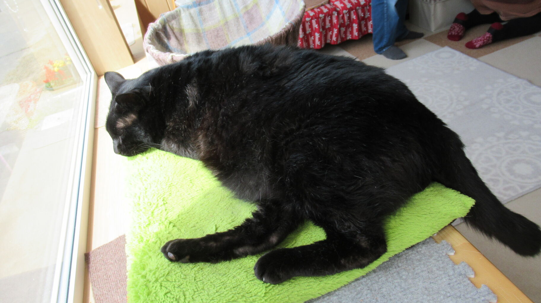 猫カフェ再び 小清水町のcoronさんへ 北海道の東方から