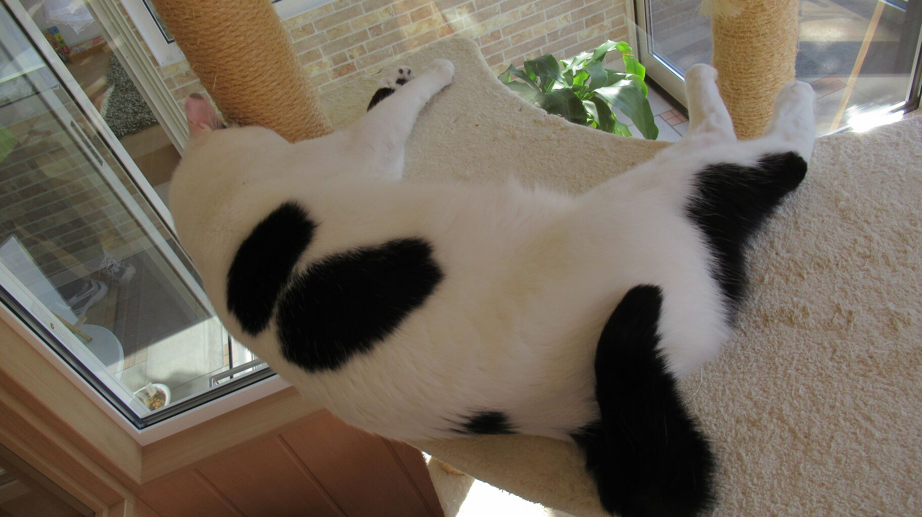 初の猫カフェでネコ達とモフモフお戯れ 小清水町 北海道の東方から