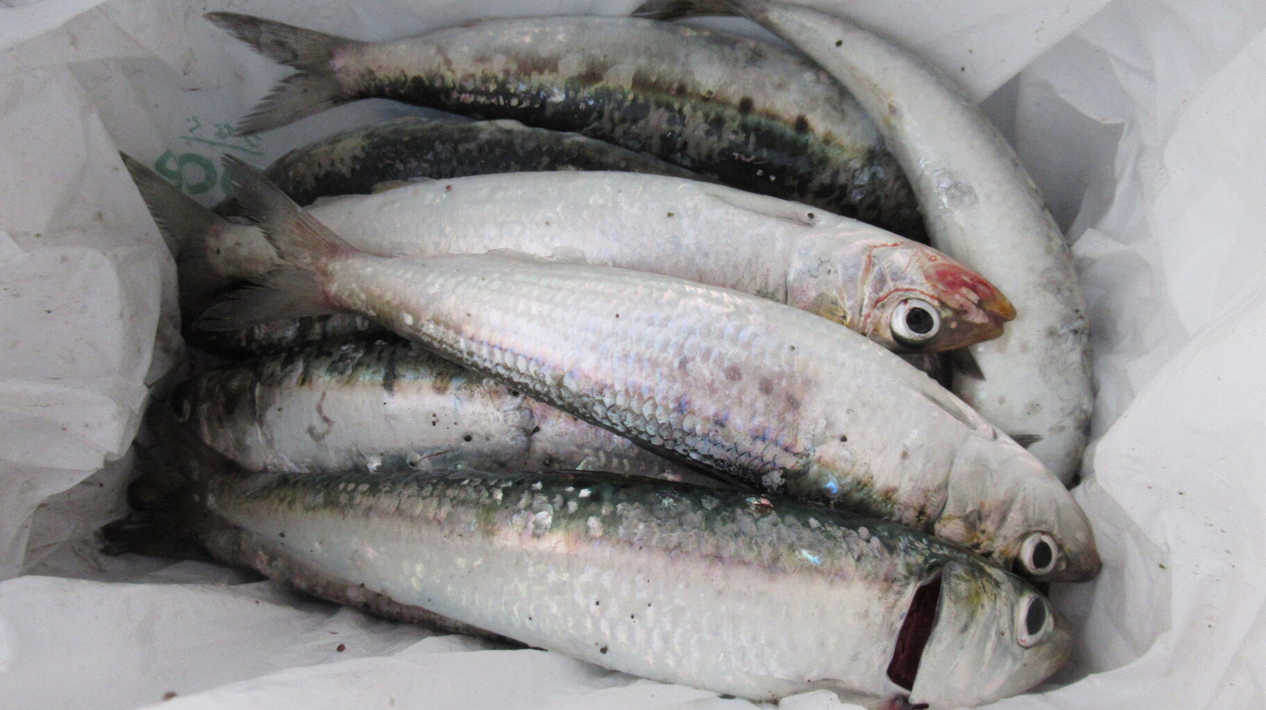 美味しいイワシのサビキ釣り開幕 北海道の東方から