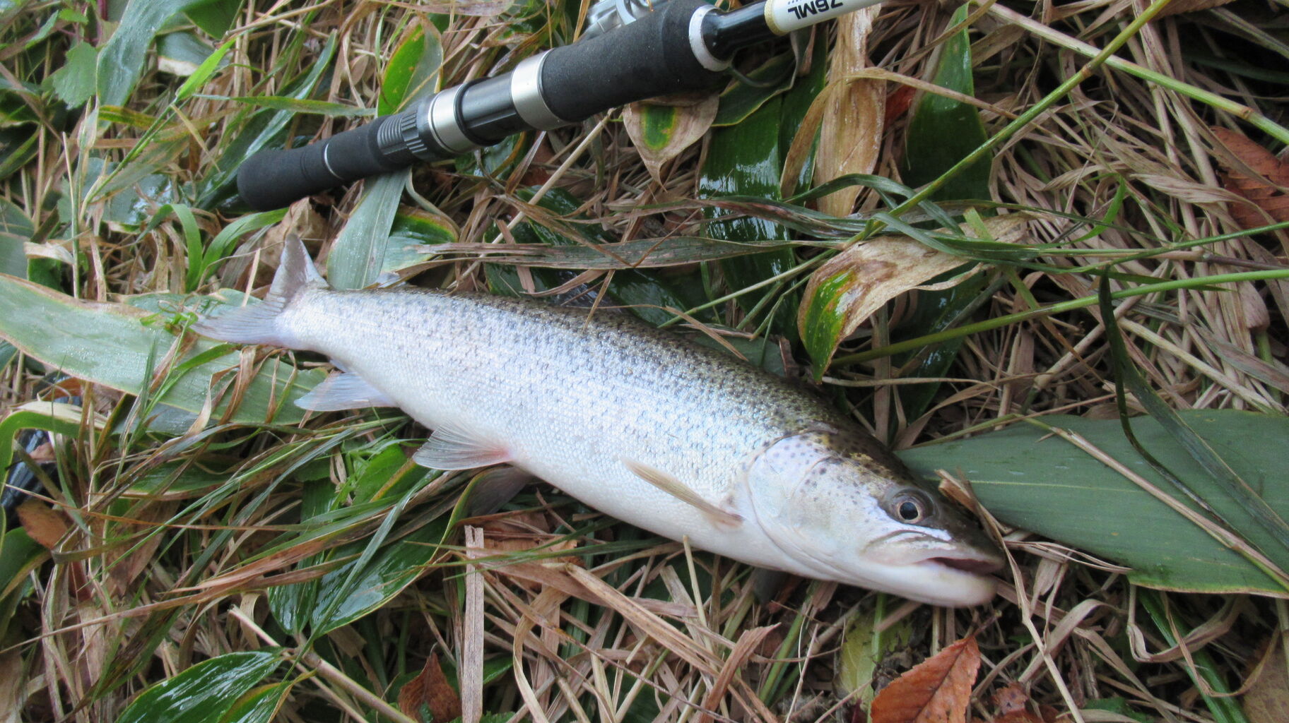 幻の魚 イトウも繁殖 道東河川の魚達 北海道の東方から