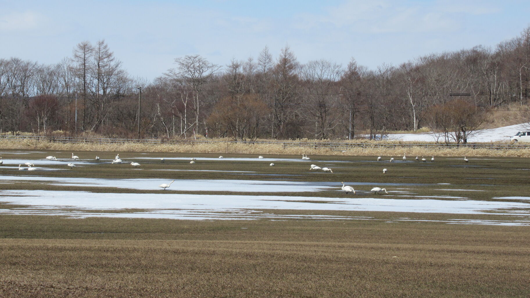 白鳥の湖 ならぬ白鳥の畑 北海道の東方から