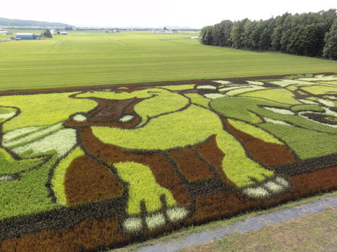 15.08.22田んぼアート鷹栖町08