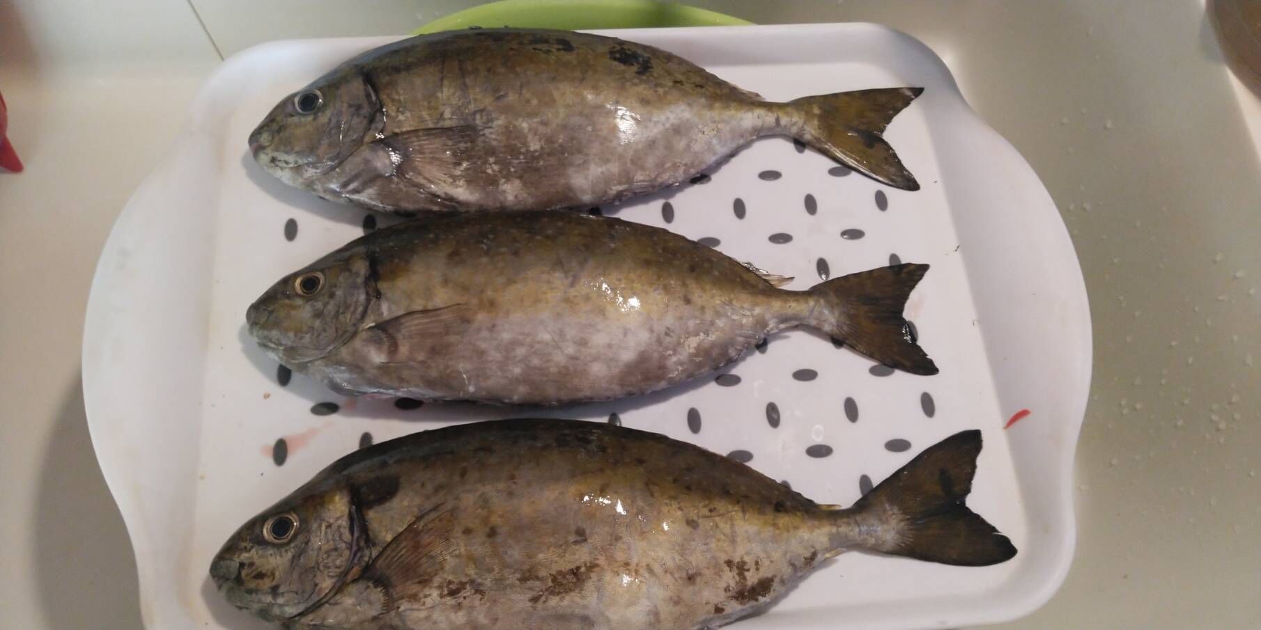 やのうお 130歳の移住日記