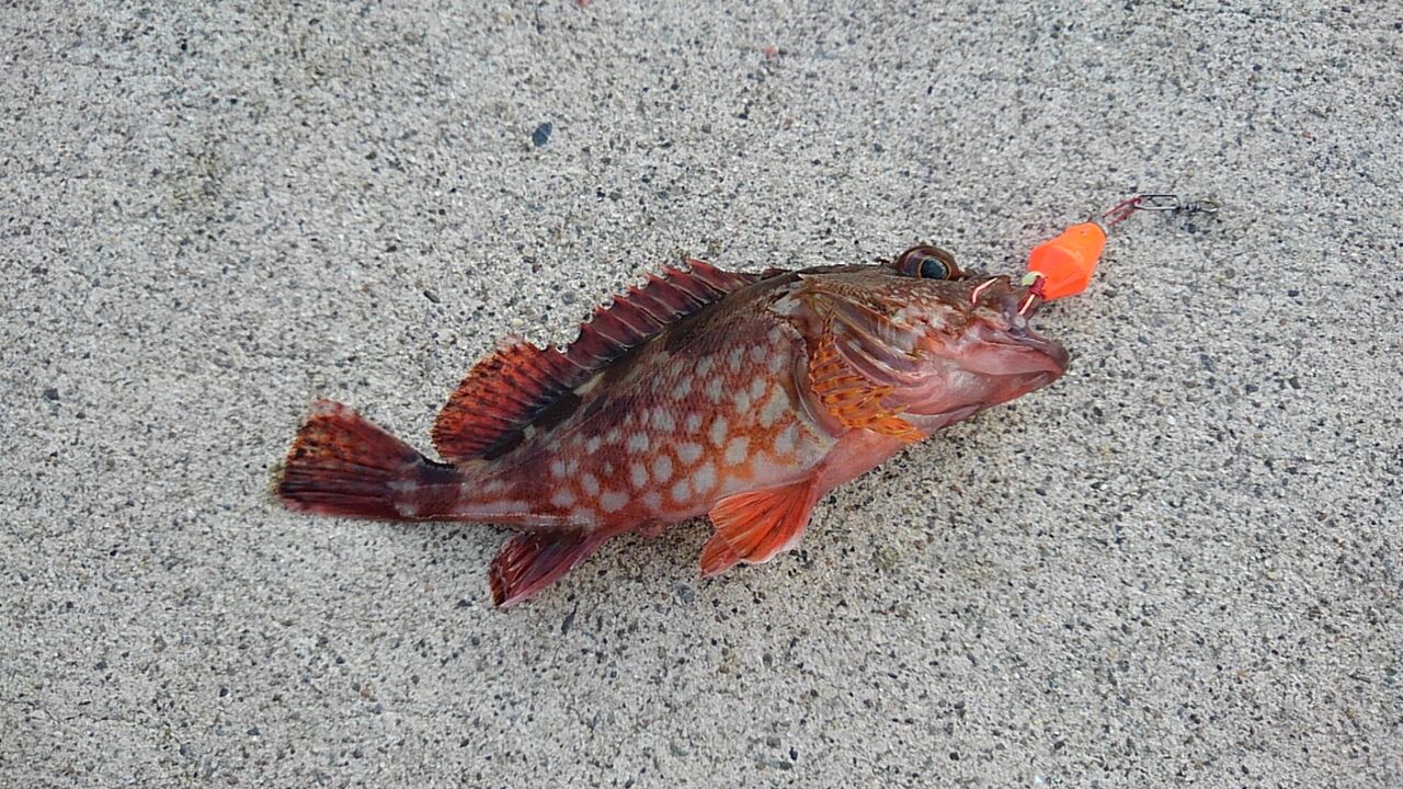 久々の釣り 130歳の移住日記