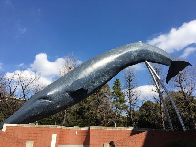クジラ