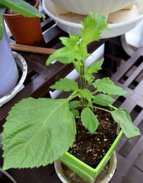 s-�ĥ���26-13