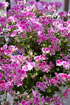 s-6-23��ī�⸵���٥�르�˥奦��