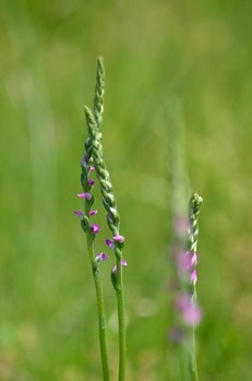 s-�ͤ��Ф�55