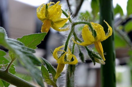 s-�ȥޥȤ��餤��5��10��1