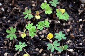 s-24����������