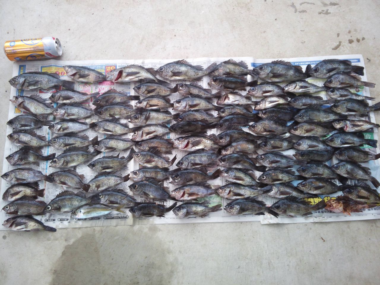 秘技 鳴門クルクル巻き釣法 ｇｗ期間限定紹介記事は 終了しました スモールボート釣りクイズ 絵浜sbfp