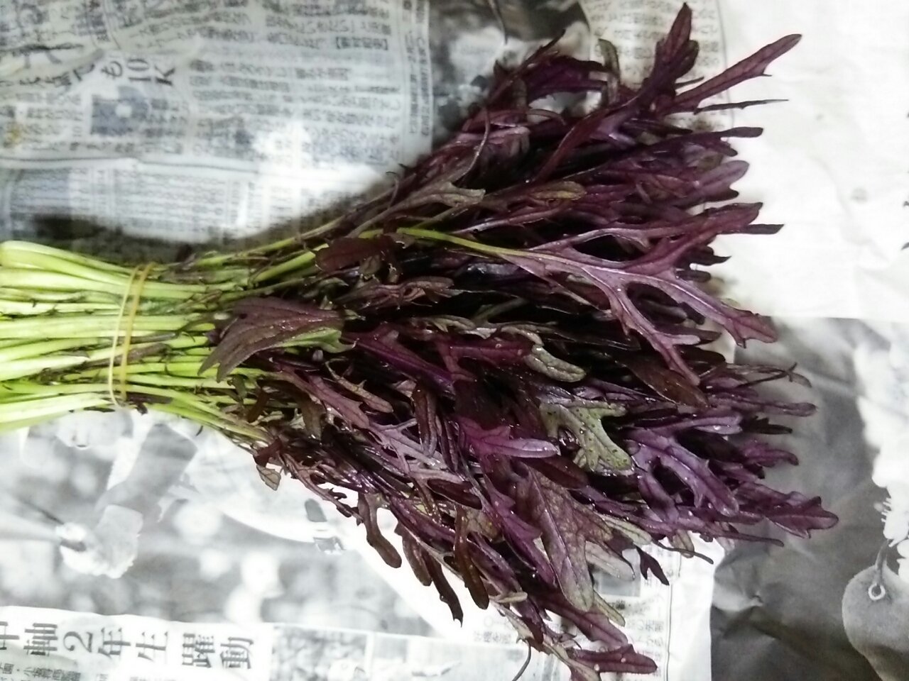 鎌倉野菜 材割り 春蘭花物探し ｲｰﾊﾞ君探検記