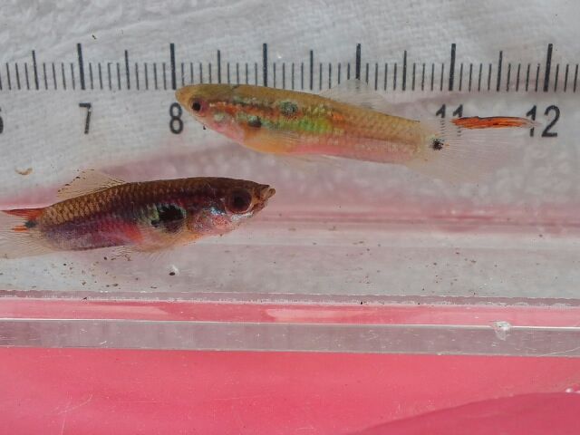 ﾜｲﾙﾄﾞｸﾞｯﾋﾟｰを求めて ｲｰﾊﾞ君探検記