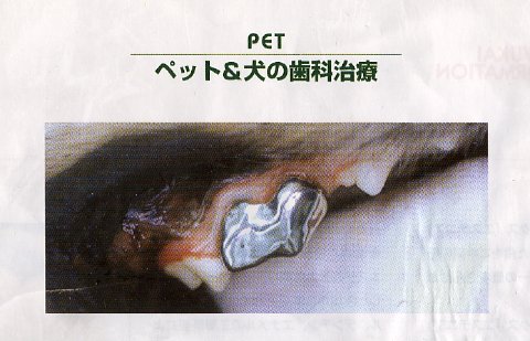 矯正437日目 犬の虫歯治療 矯正中 矯正437日目 犬の虫歯治療 矯正中