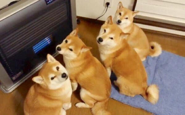 画像 ストーブ 犬 ｼﾞｰ 何しとんこいつ えび速