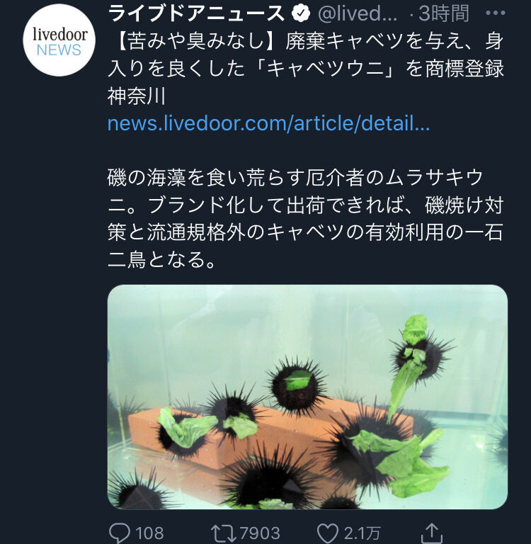 驚愕 ウニ キャベツをムシャムシャ食べる えび速 驚愕 ウニ キャベツをムシャムシャ食べる えび速