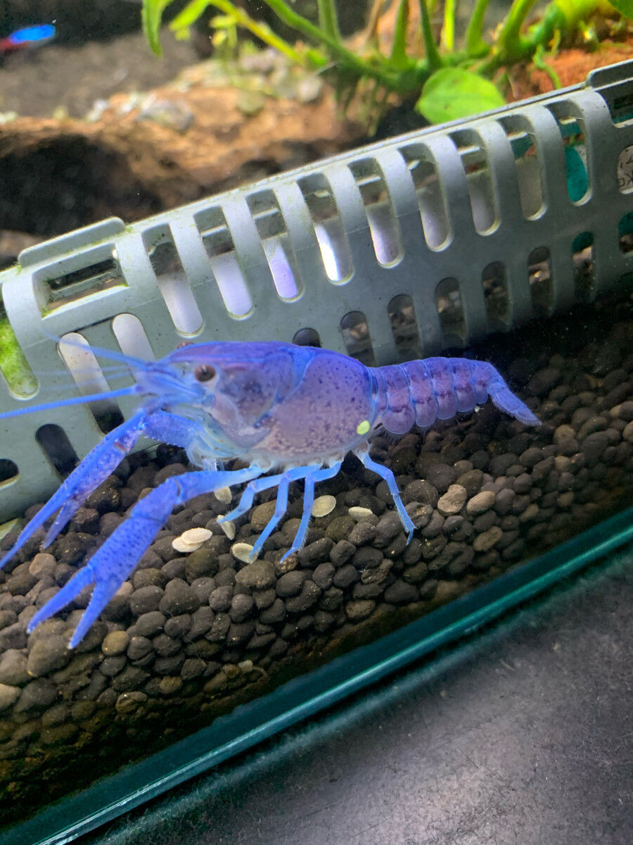 ザリガニ規制されるけどお前らどうおもうよ えび速
