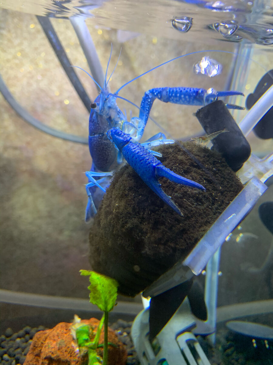 ザリガニ規制されるけどお前らどうおもうよ えび速