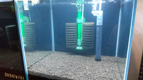 レッドビーシュリンプ シャドーシュリンプ飼育 30キューブ水槽立ち上げ版 Livedoor Blog ブログ