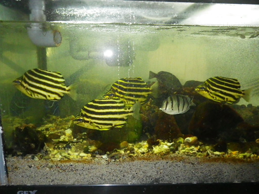 硝酸塩を除去する方法 ネイチャーアクアリスト