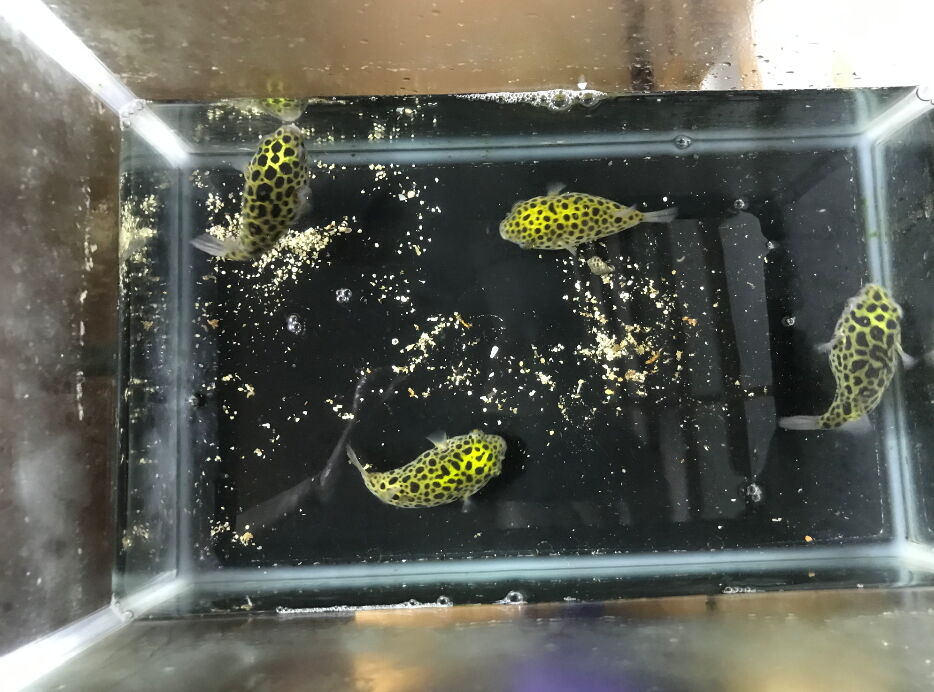 ミドリフグが飼育９年目と7年目に入りました ネイチャーアクアリスト