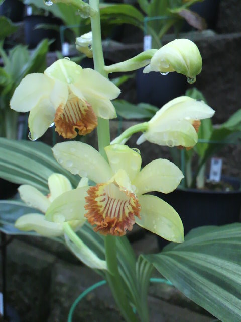 ガンゼキラン えびね栽培日誌