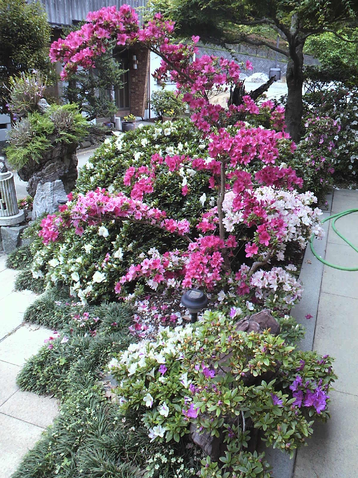 サツキの地植え えびね栽培日誌 サツキの地植え えびね栽培日誌