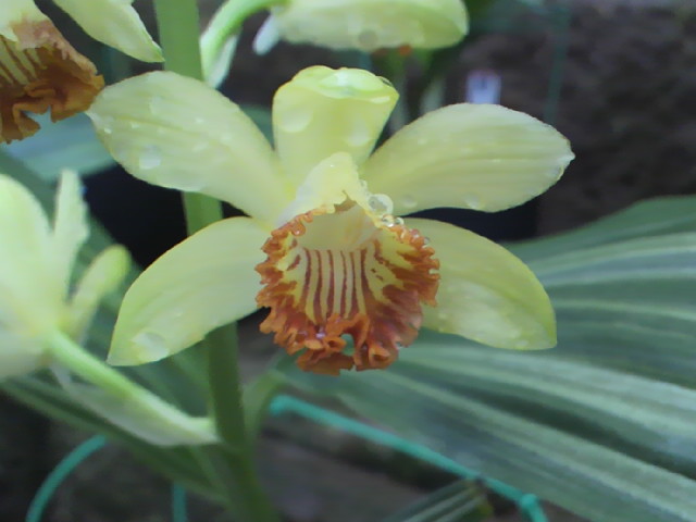 ガンゼキラン えびね栽培日誌