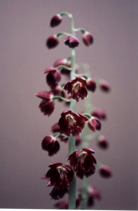 えびね蘭の写真 えびね蘭の写真 Livedoor Blog ブログ