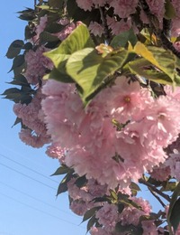 PXL_20250421_064738016~2
