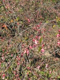 PXL_20260411_050308169