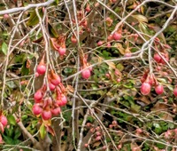PXL_20260405_012759070~2