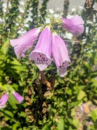 PXL_20260530_024439950~2