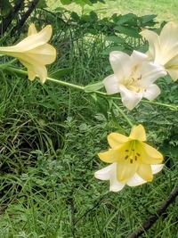 PXL_20260606_050353337~2