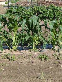 PXL_20240531_232538138