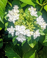 PXL_20260516_013640323~2