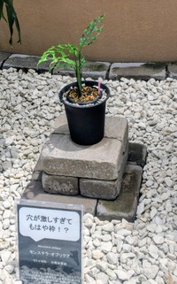 PXL_20260520_030057610~2