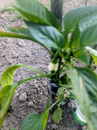 PXL_20260515_212239388~2