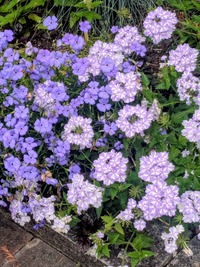 PXL_20260523_033244726~2
