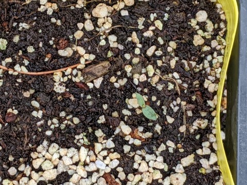 00000IMG_00000_BURST20200521063237479_COVER