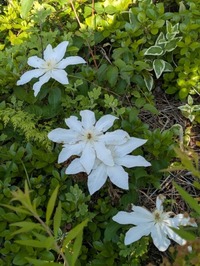 PXL_20250429_222105334