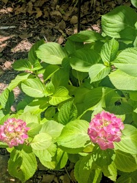 PXL_20260530_013316155~2