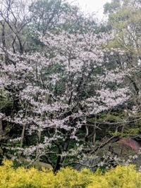PXL_20260401_010148157~2