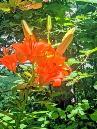 PXL_20260530_011508801~2