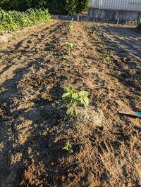 PXL_20240529_085005961